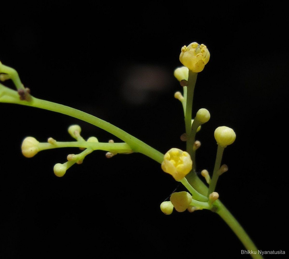 Diploclisia glaucescens (Blume) Diels